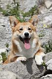 CORGI PEMBROKE 484